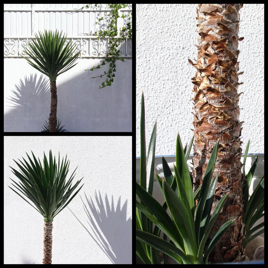 Toca Do Lobo Charneca (Setubal) Exterior photo